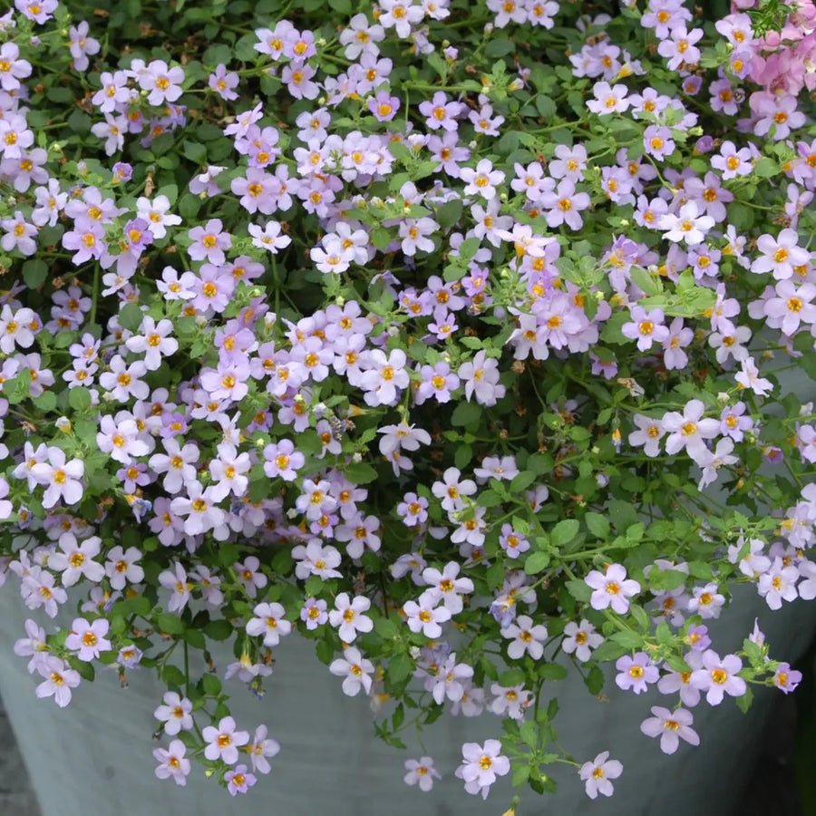 Bacopa Pink 9cm In Recyclable Pots x 3 Plants