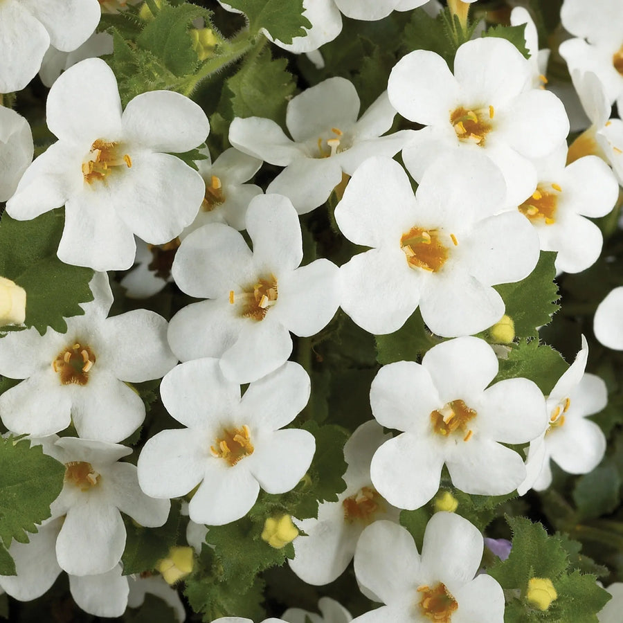 Bacopa White 9cm In Recyclable Pots x 3 Plants