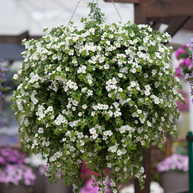 Bacopa White 9cm In Recyclable Pots x 3 Plants