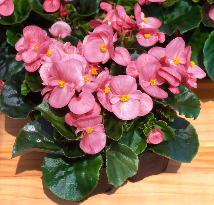 Begonia Semperflorens Green Pink 6 pack x 2 (12 Plants)