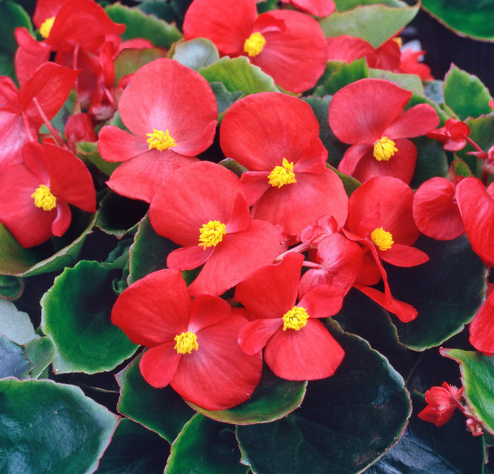 Begonia Semperflorens Green Scarlet 6 Pack x 2 (12 Plants)