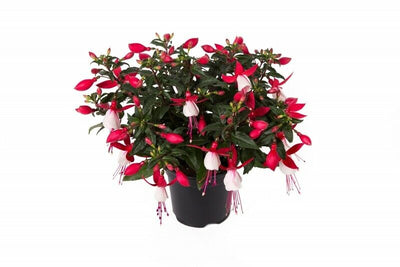 Fuchsia Bella Evita 9cm In Recyclable Pots x 3 Plants
