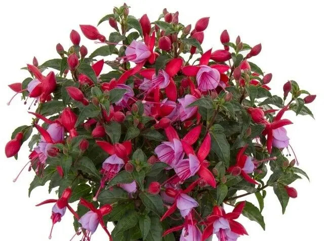 Fuchsia Bella Nikita 9cm In Recyclable Pots x 3 Plants