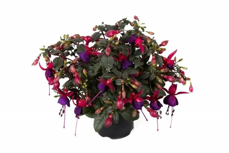 Fuchsia Bella Soila 9cm In Recyclable Pots x 3 Plants