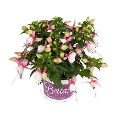Fuchsia Bella Lisa 9cm In Recyclable Pots x 3 Plants