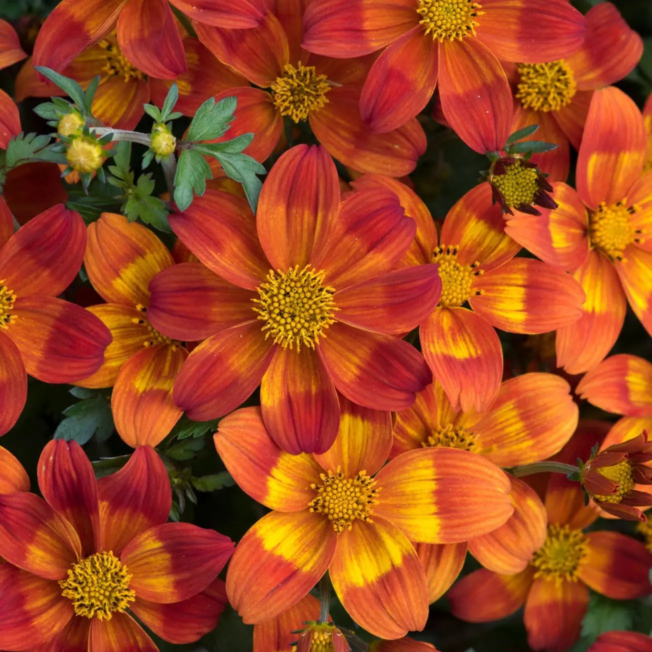 Bidens Bee Happy Red
