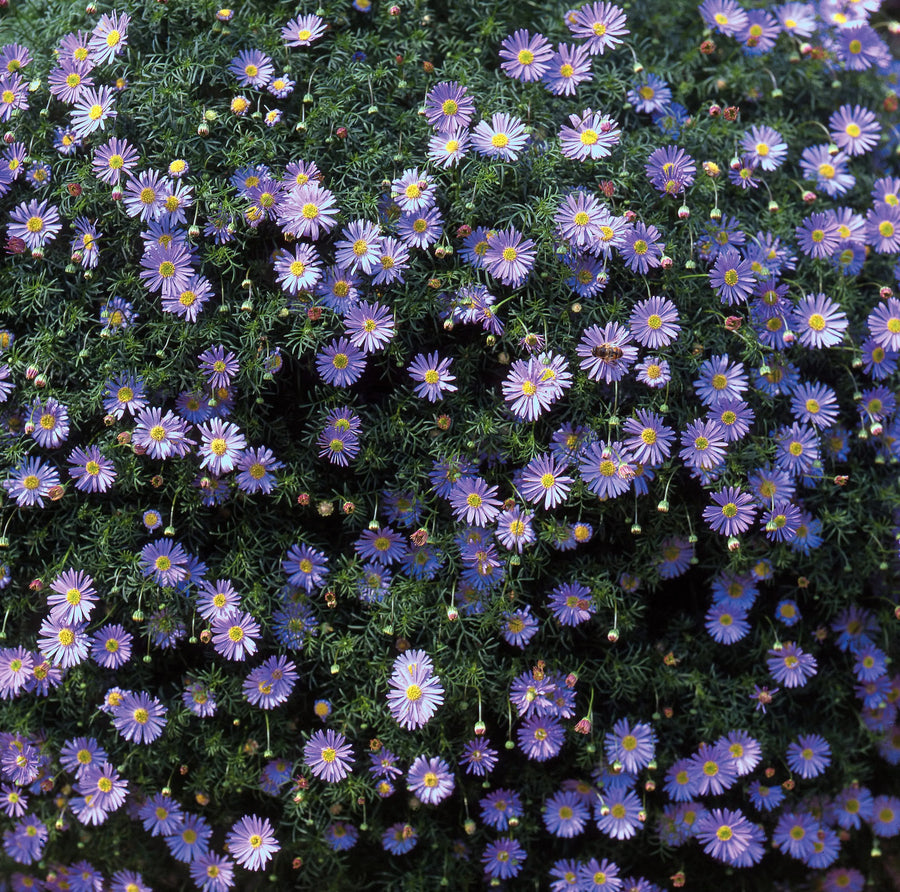 Brachyscome Blue 9cm In Recyclable Pots x 3 Plants