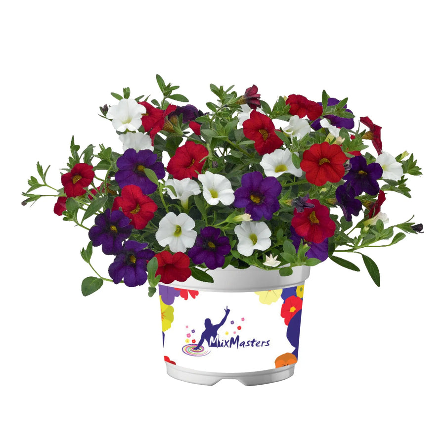 MixMasters Calibrachoa Cabaret Café De Paris 1L Pot x 2 plants by post
