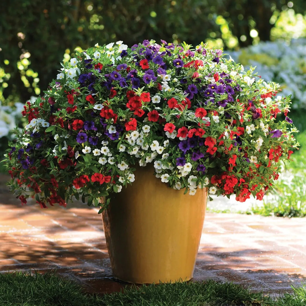 MixMasters Calibrachoa Cabaret Café De Paris 1L Pot x 2 plants by post