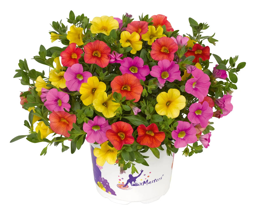 MixMasters Calibrachoa Cabaret Candy House 1L Pot x 2 plants by post