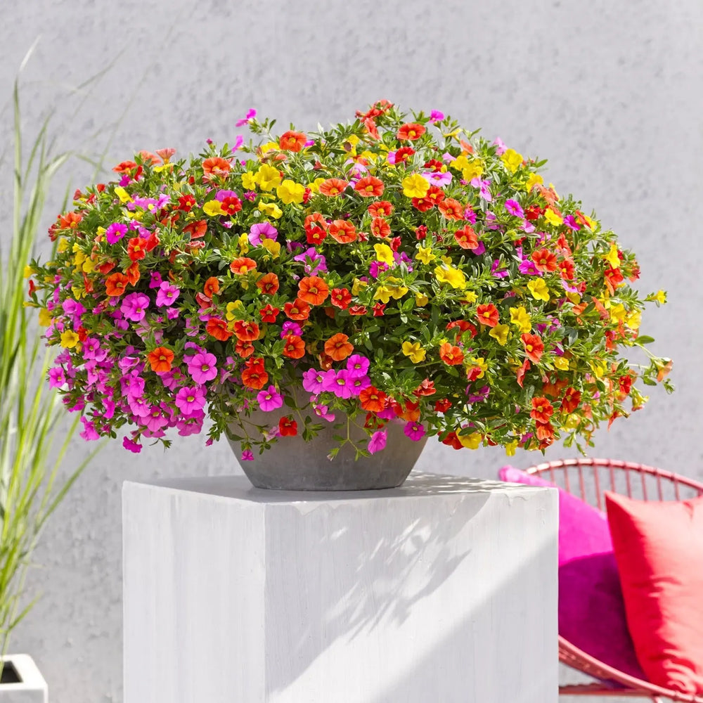 MixMasters Calibrachoa Cabaret Candy House 1L Pot x 2 plants by post
