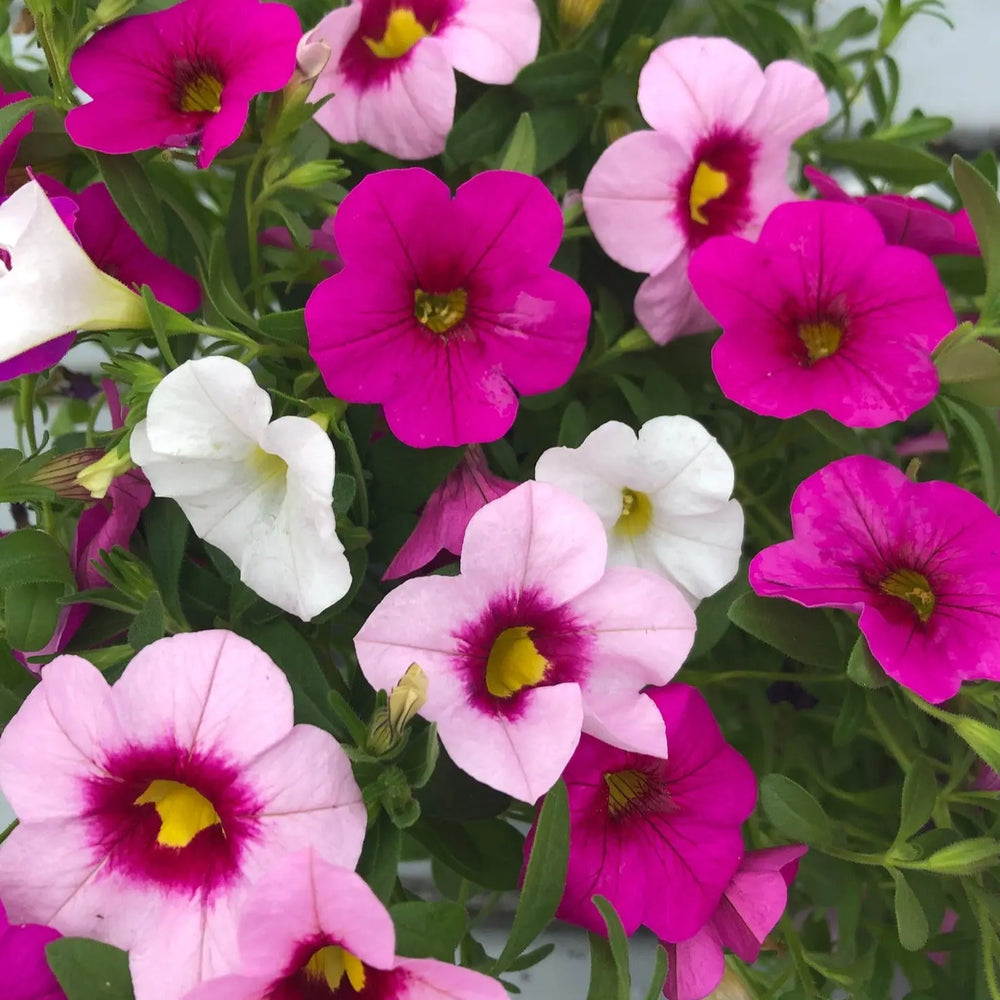 Mixmasters Calibrachoa Cabaret Pink Paradise Eyes 1L Pot x 2 plants by post