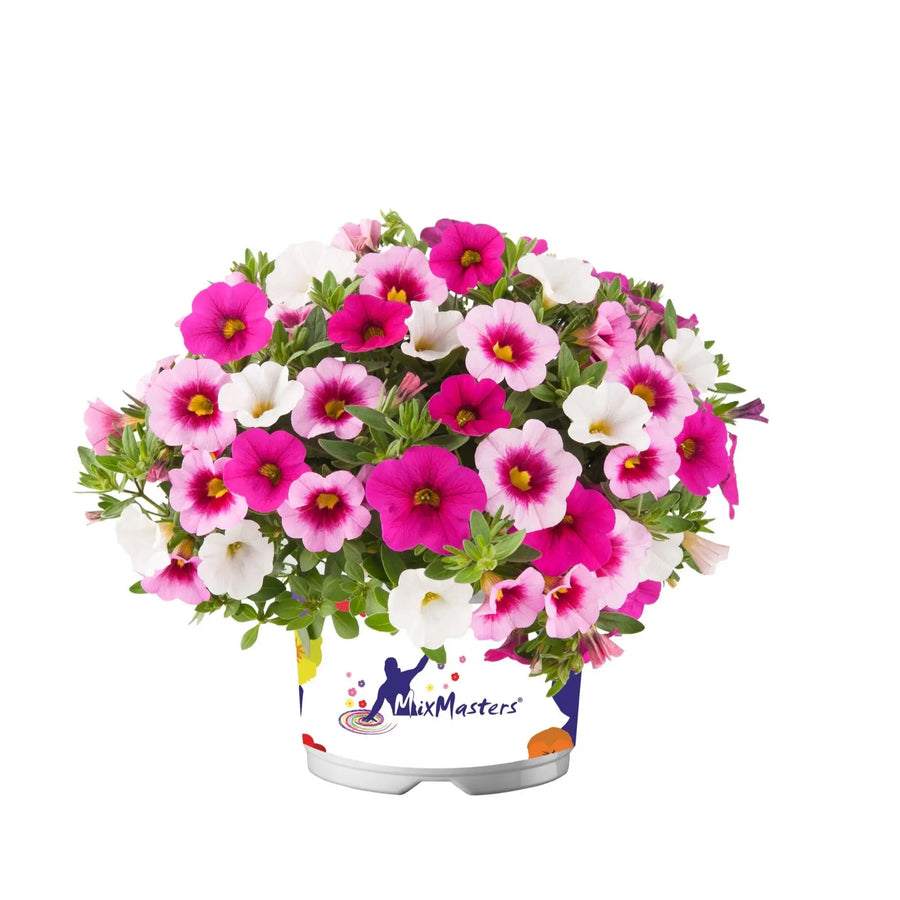 Mixmasters Calibrachoa Cabaret Pink Paradise Eyes 1L Pot x 2 plants by post