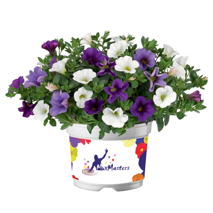 MixMasters Calibrachoa Cabaret Voltaire 1L Pot x 2 plants by post