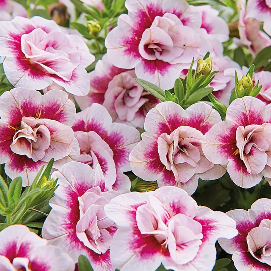 Calibrachoa Double Pinktastic 9cm In Recyclable Pots x 3 Plants