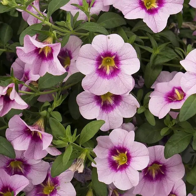 Calibrachoa Bloomtastic Rose Quartz 9cm In Recyclable Pots x 3 Plants