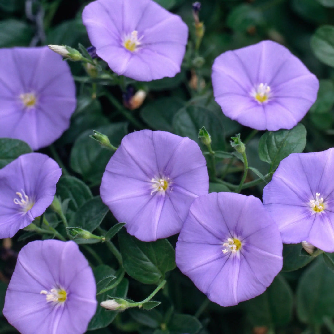 Convolvulus Blue 9cm In Recyclable Pots x 3 Plants