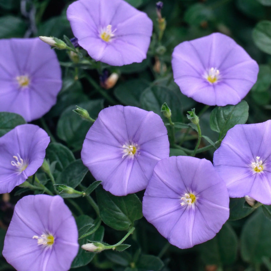 Convolvulus Blue 9cm In Recyclable Pots x 3 Plants