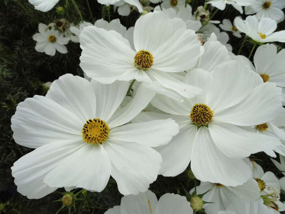 Cosmos White 1L Pot x 2