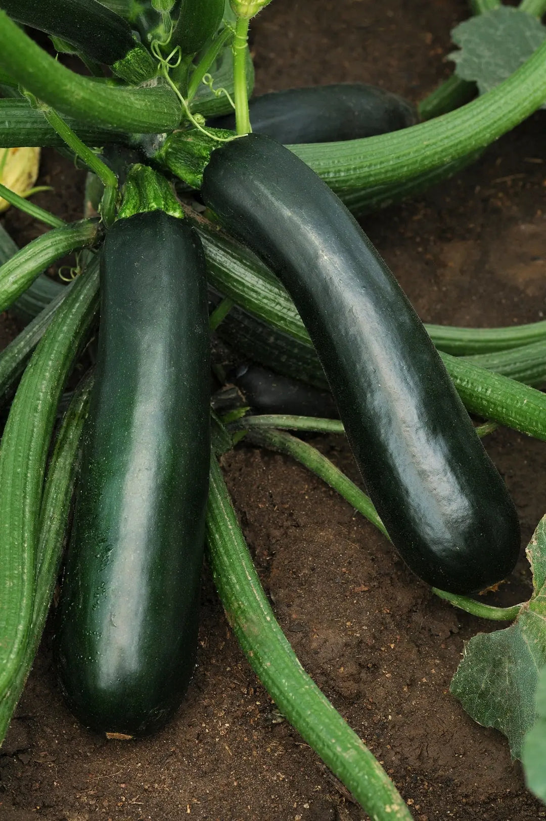 Courgette Ambassador 9cm Pots x 3