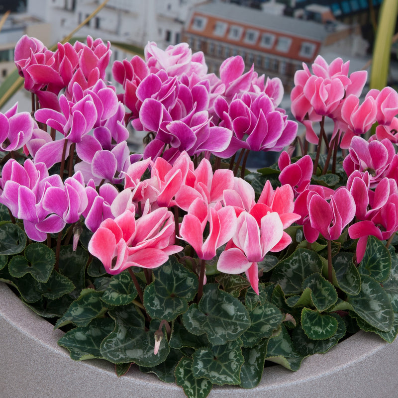 Cyclamen Flame Mixed 6 Pack x 2 (12 Plants)