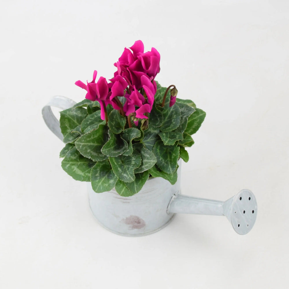 Cyclamen Purple in Watering Can plants by post