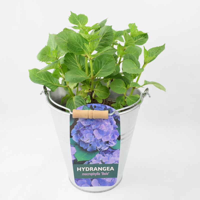 Hydrangea Macrophylla Blue 3L in Metal Bucket