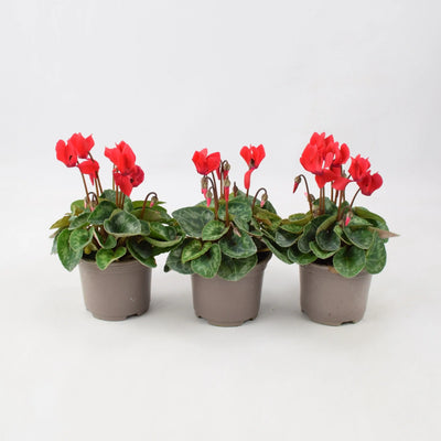 Cyclamen Red 9cm Pot x 3