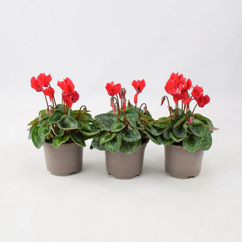 Cyclamen Red 9cm Pot x 3