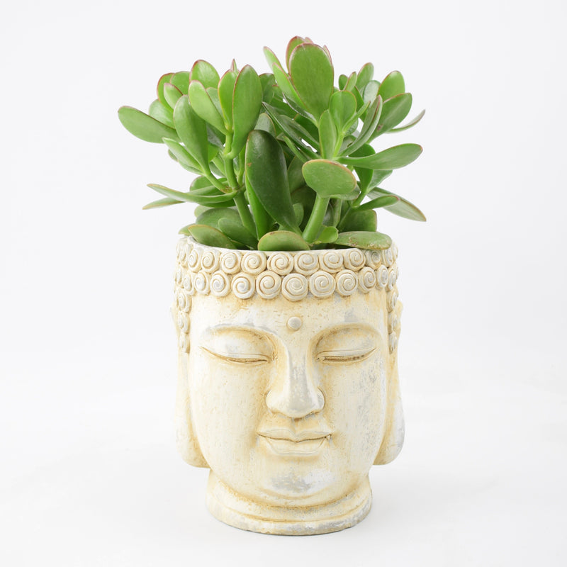 Crassula in Buddha Head Ceramic Pot