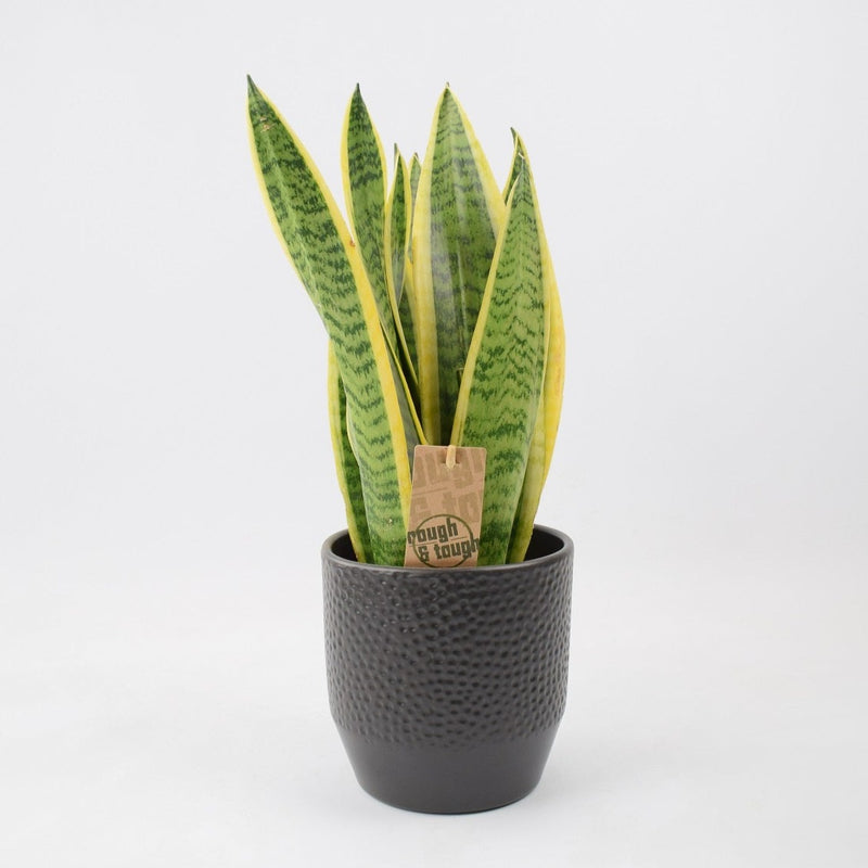Sansevieria Laurentii in 12cm Anthracite Pisa Ceramic Pot
