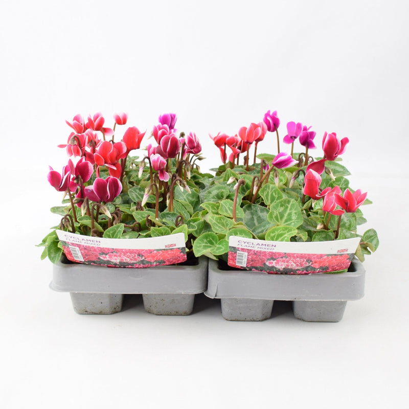 Cyclamen Flame Mixed 6 Pack x 2 (12 Plants)