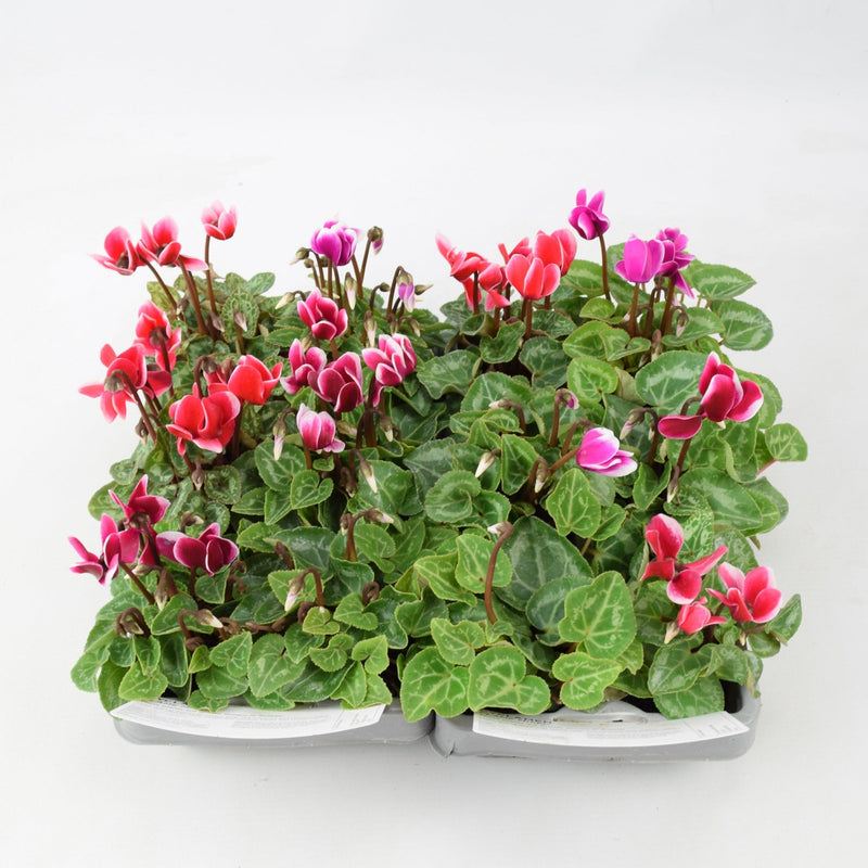 Cyclamen Flame Mixed 6 Pack x 2 (12 Plants)