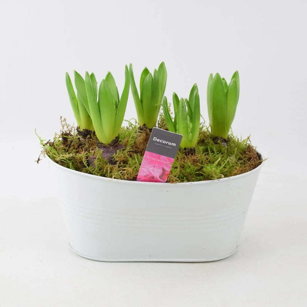 Hyacinth Planted White Trough x 5 Plants By Post