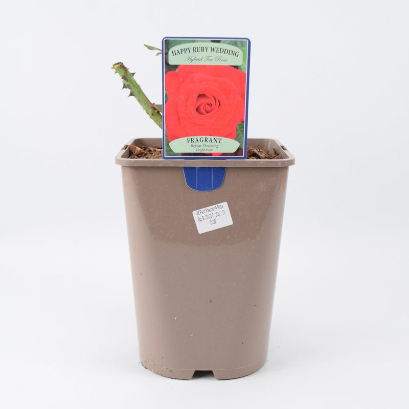 Rose The Ruby Anniversary 5.5 Litre Pot