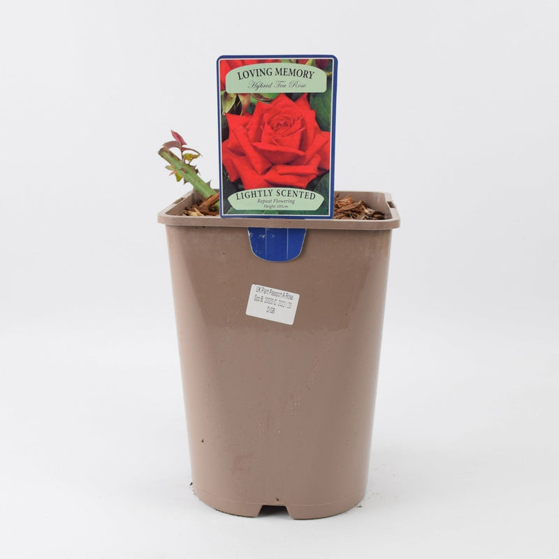 Rose Loving Memory 5.5 Litre Pot