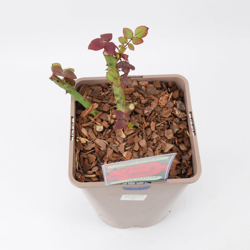 Rose Loving Memory 5.5 Litre Pot