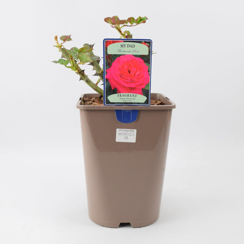 Rose My Dad 5.5 Litre Pot