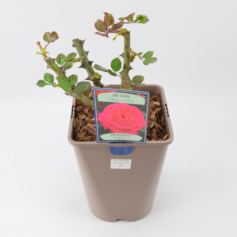 Rose My Dad 5.5 Litre Pot