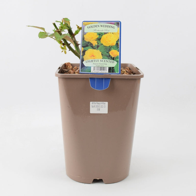 Rose Golden Wedding 5.5 Litre Pot