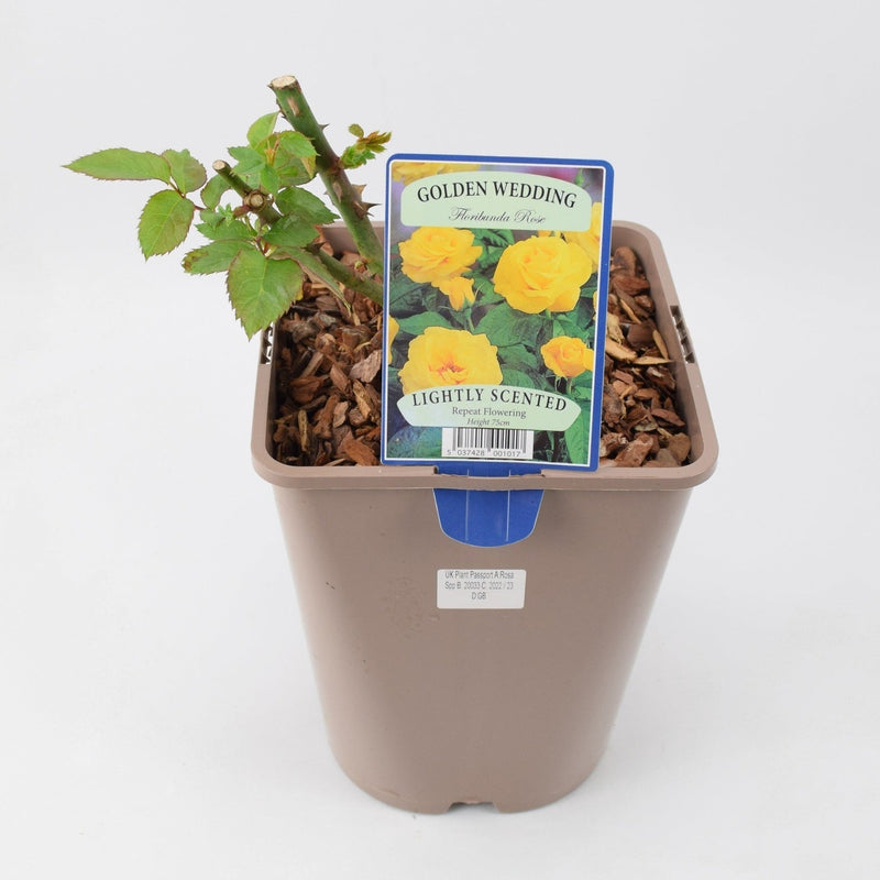 Rose Golden Wedding 5.5 Litre Pot