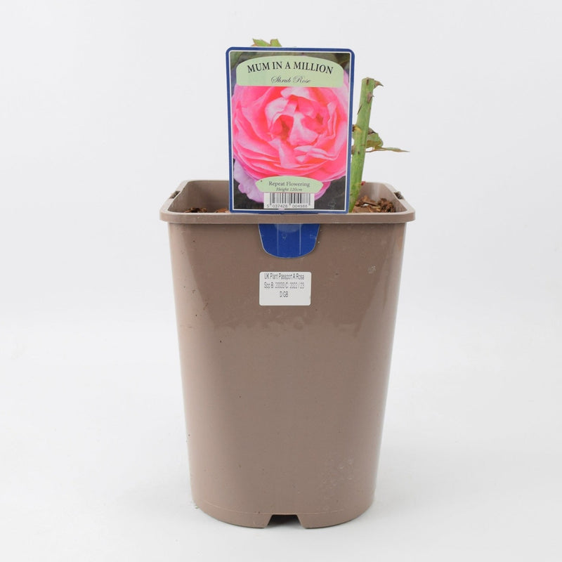 Rose Mum in a Million 5.5L Pot