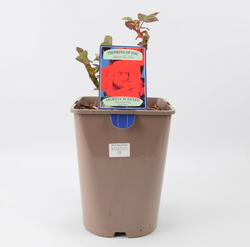 Rose Thinking of You 5.5 Litre Pot