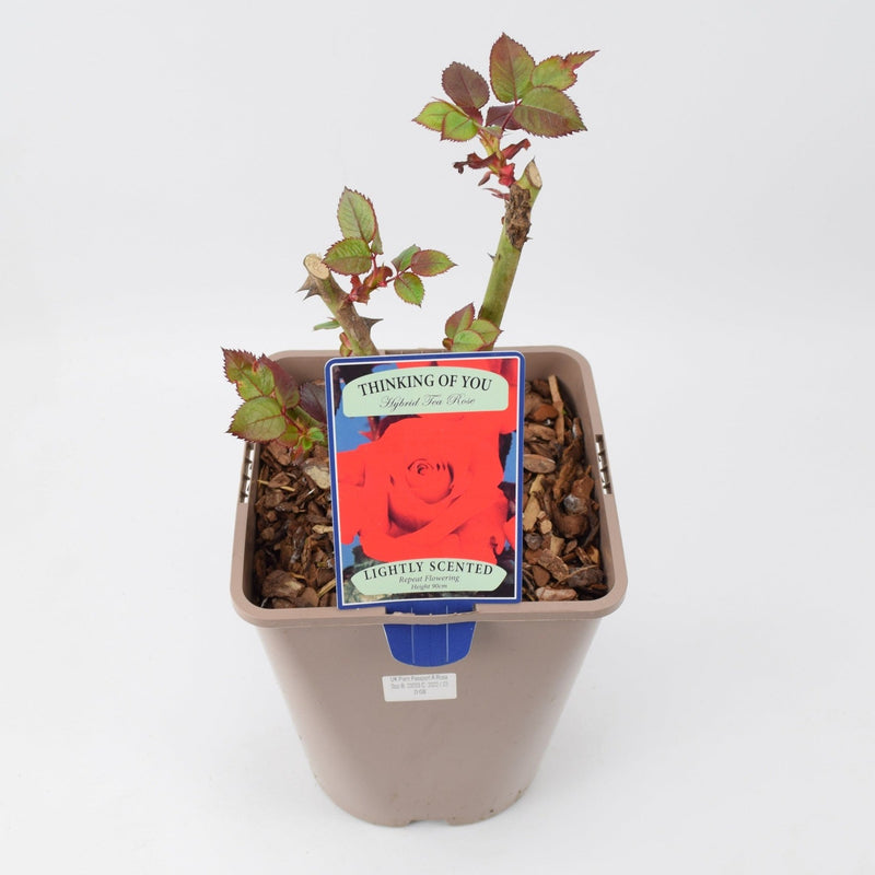Rose Thinking of You 5.5 Litre Pot