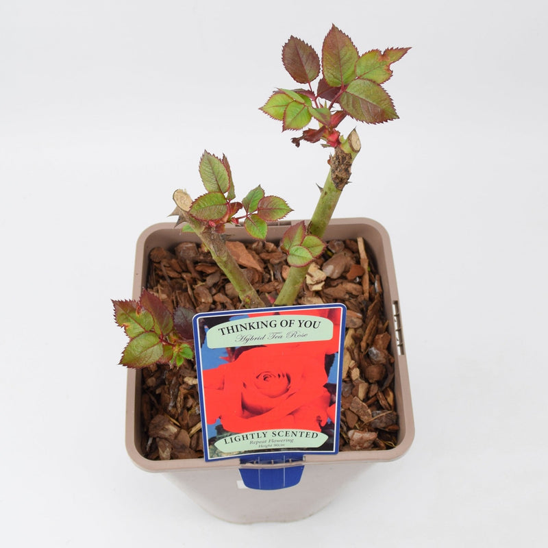 Rose Thinking of You 5.5 Litre Pot