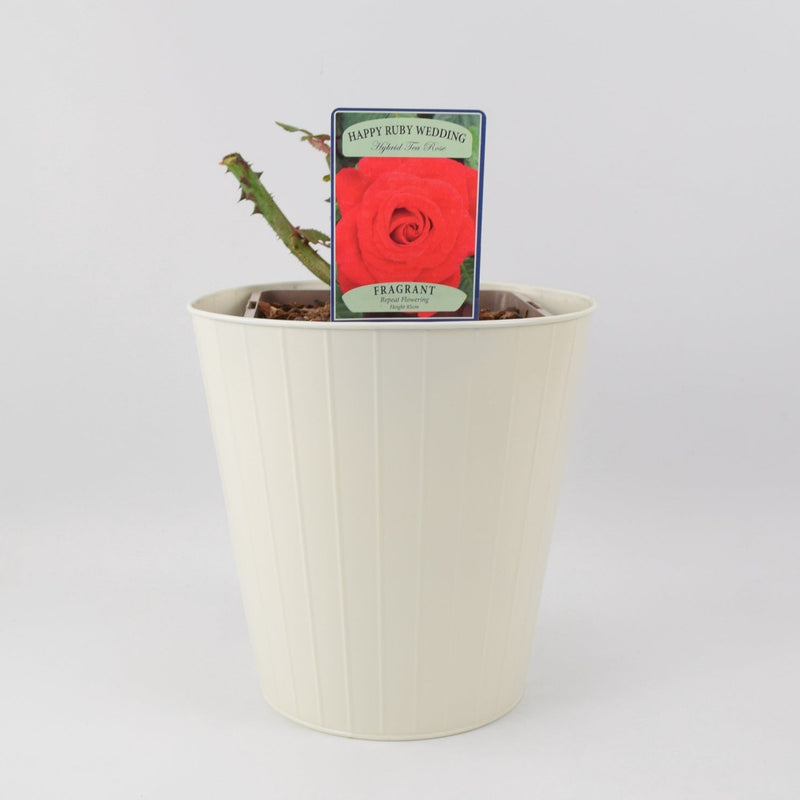Rose The Ruby Anniversary 5.5 Litre Pot