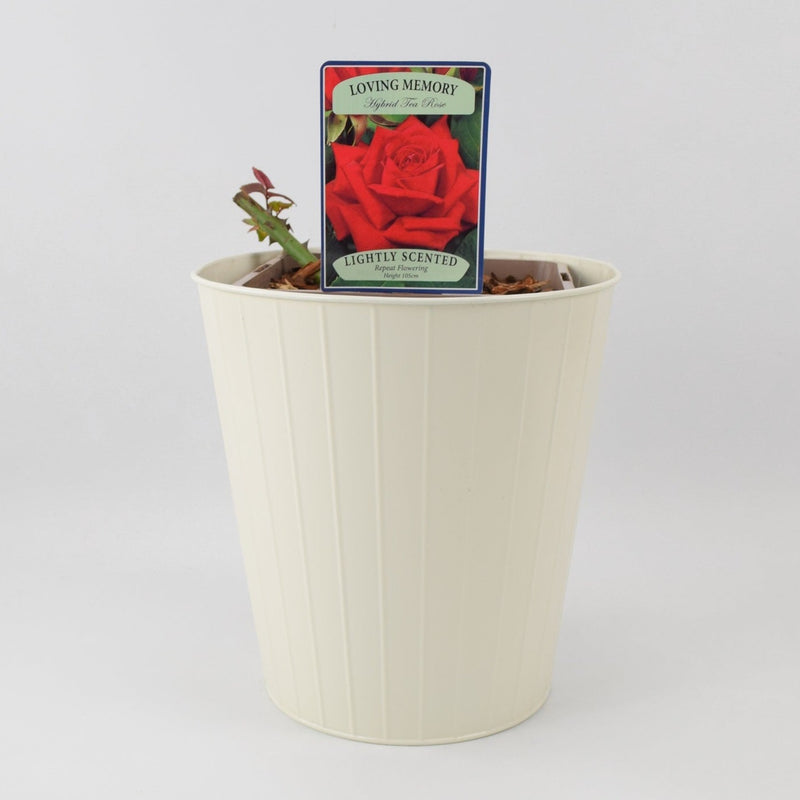 Rose Loving Memory 5.5 Litre Pot