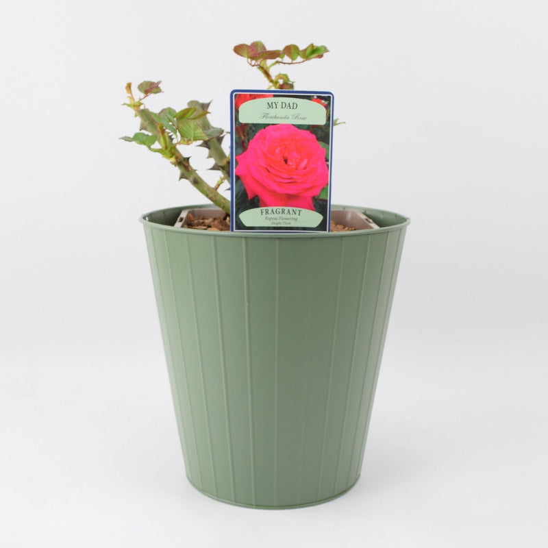 Rose My Dad 5.5 Litre Pot