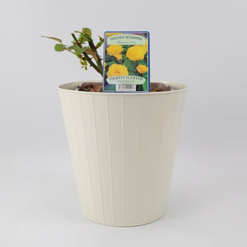 Rose Golden Wedding 5.5 Litre Pot