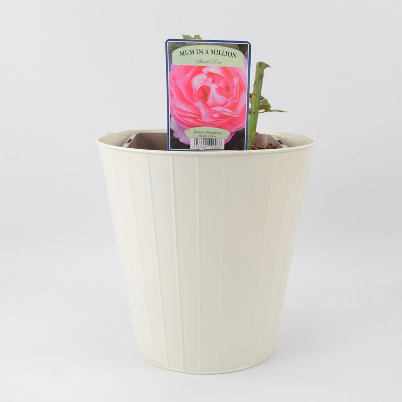 Rose Mum in a Million 5.5L Pot